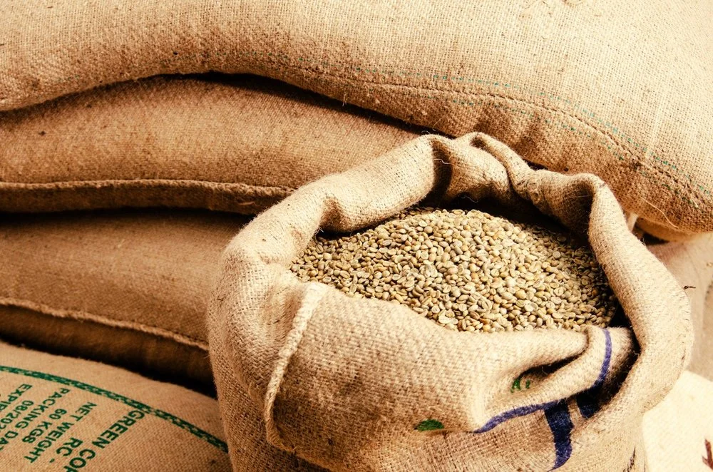 An open sack of green coffee beans beside stacked export sacks.