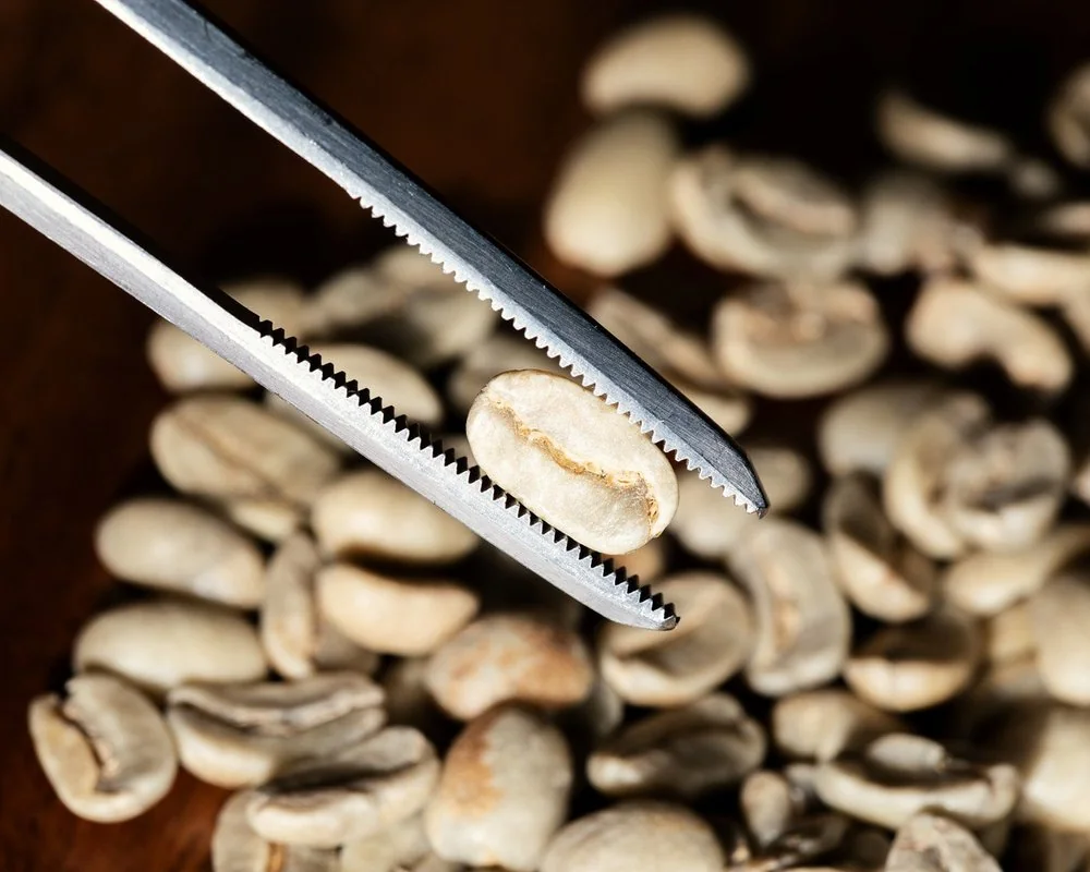 A closer look at a green coffee sample from the MRGT archive